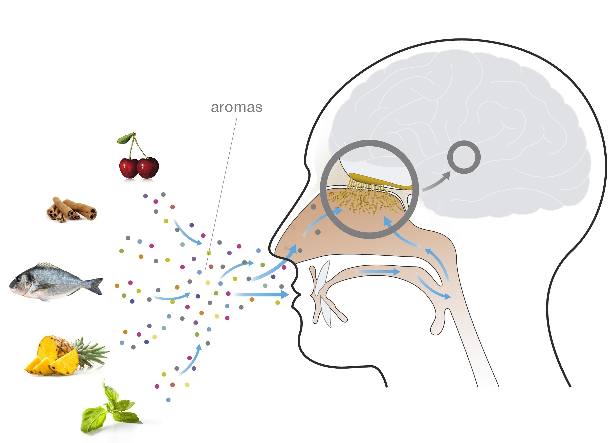 Aroma visualization